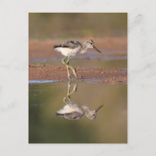 Avocet chick postcard