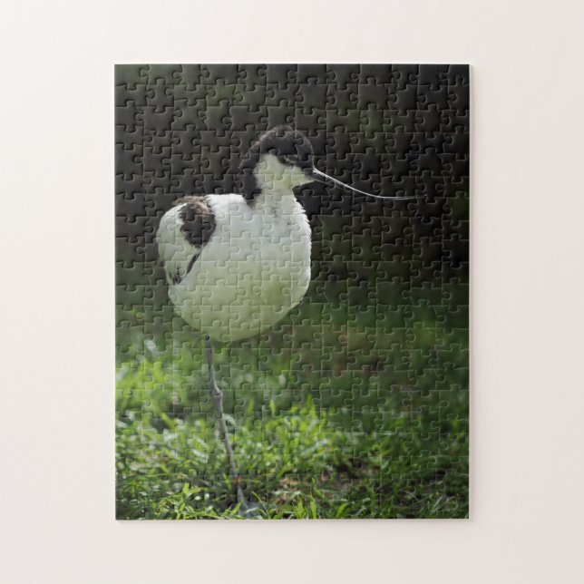 Avocet Jigsaw Puzzle (Vertical)