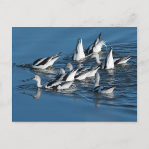 Avocet Postcard