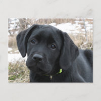 Awaiting Spring - Black Labrador Puppy - Black Lab