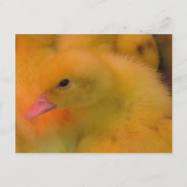 Awakened Duckling Postcard (Front)