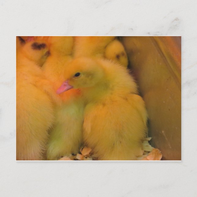 Awakened Duckling Postcard (Front)