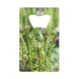 Awakening young fern in the garden