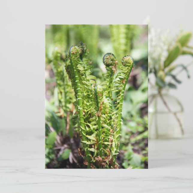 Awakening young fern in the garden  (Standing Front)