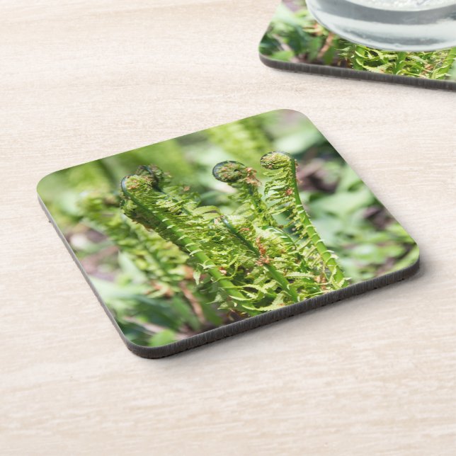 Awakening young fern in the garden  coaster (Left Side)