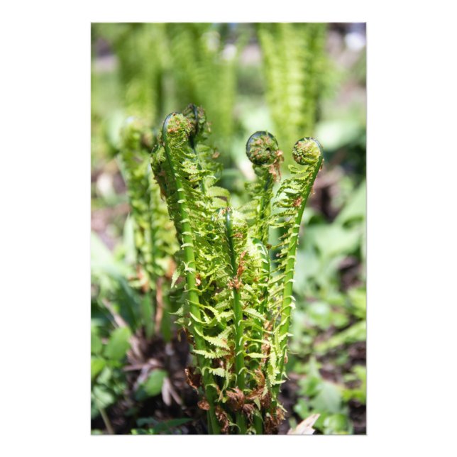 Awakening young fern in the garden  photo print (Front)