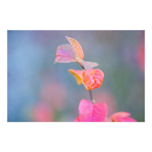 Awesome Cotoneaster Leaves Photo Print