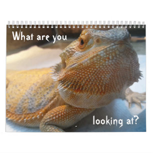 Awesome FUNNY Calendar for 2019
