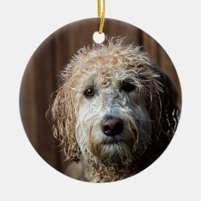 Awesome Labradoodle Pup gifts Ceramic Tree Decoration (Front)