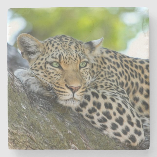 Awesome Leopard Stone Coaster (Front)