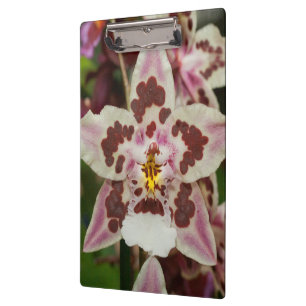 Awesome Multicolored Phalaenopsis Orchid Clipboard