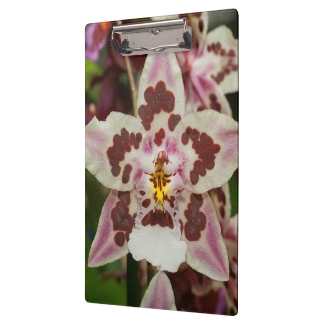 Awesome Multicolored Phalaenopsis Orchid Clipboard (Left)