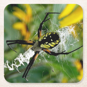 Awesome Photo Orb Spider in Web Square Paper Coaster