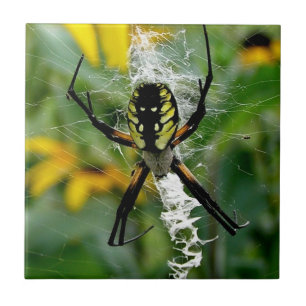 Awesome Photo Orb Spider in Web Tile