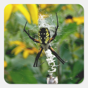 Awesome Photo Orb Spider in Web White Numbers Square Sticker