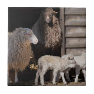 Awesome Sheep with Lambs Animal Photograph Tile