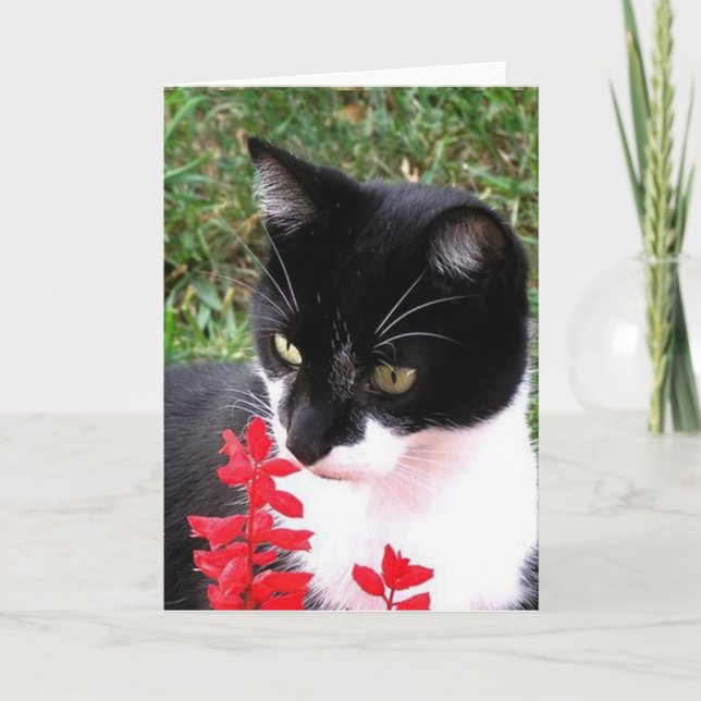 Awesome Tuxedo Cat in Garden Blank Inside Card (Front)