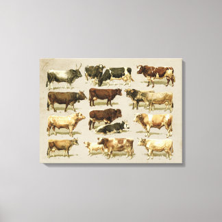 Awesome vintage farmhouse coloured cattle chart! canvas print
