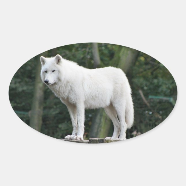 Awesome White Wolf Oval Sticker (Front)