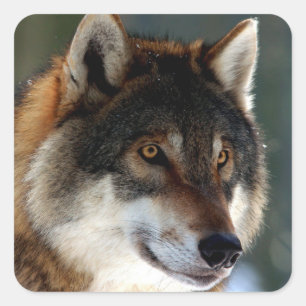 Awesome Wolf Head Square Sticker