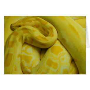 Awesome Yellow Burmese Python