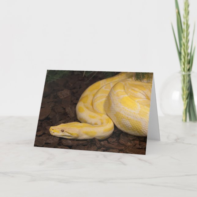 Awesome Yellow Burmese Python Card (Front)