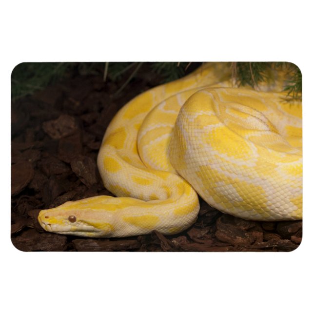 Awesome Yellow Burmese Python Magnet (Horizontal)