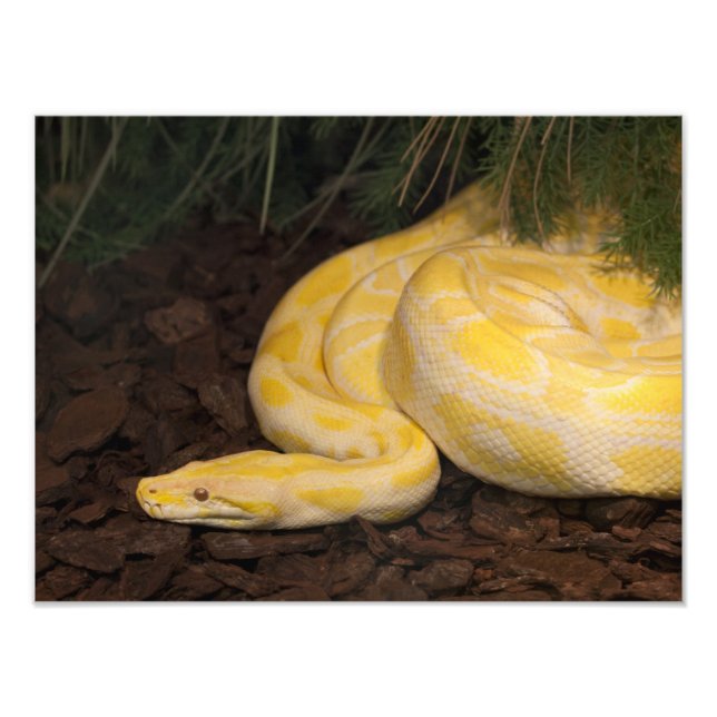 Awesome Yellow Burmese Python Photo Print (Front)