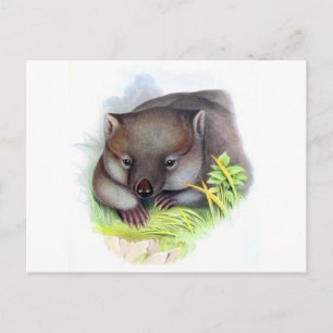 Awesomely cute Australian animal wombat vintage Postcard