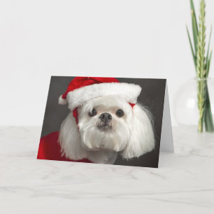 Awkward Santa dog Holiday Card