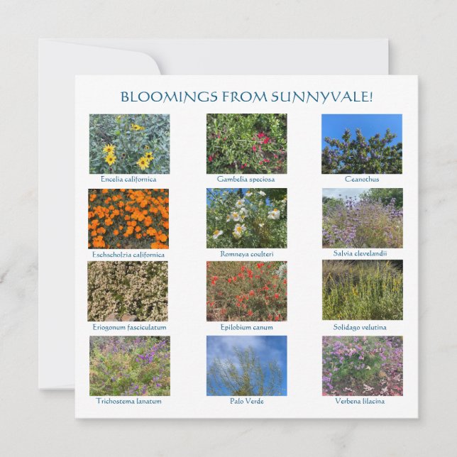 aWorld2Celebrate: BLOOMINGS FROM SUNNYVALE! Card (Front)