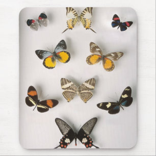 Awsome butterfly collection mouse pad