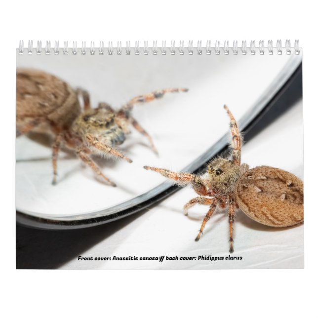 Awwsomest Jumping Spiders Calendar (Back)