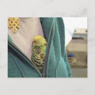 Awwwww, So Cute!!!!!!!! Postcard