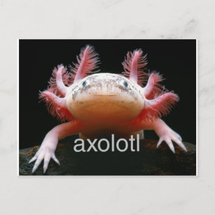 Axolotl Gift Kids Kawaii Axolotl Gifts Men Axolotl Postcard