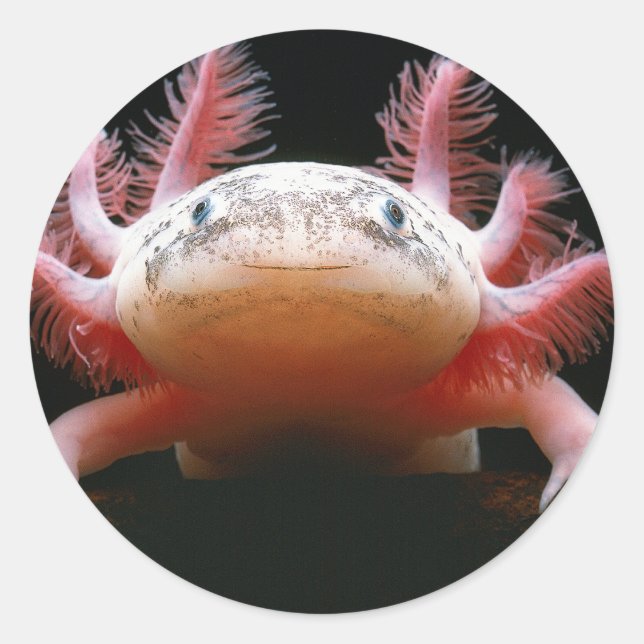 Axolotl Axolotl.png Classic Round Sticker (Front)