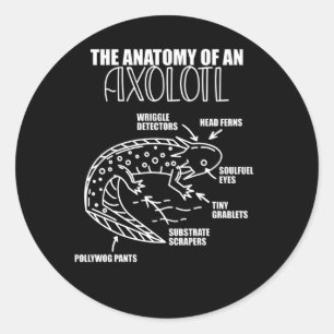 Axolotl Explanation Anatomy Of An Axolotl Classic Round Sticker