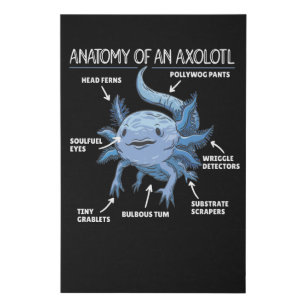 Axolotl Explanation Anatomy Of An Axolotl Faux Canvas Print