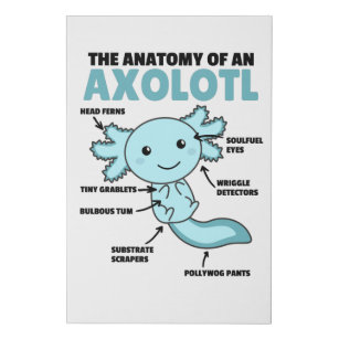 Axolotl Explanation Anatomy Of An Axolotl Faux Canvas Print