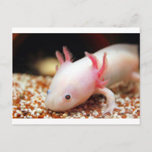 Axolotl Weißling Postcard (Front)