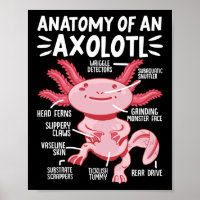 Axolotls Anatomy Of An Axolotl Kawaii
