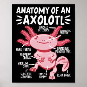 Axolotls Anatomy Of An Axolotl Kawaii Poster