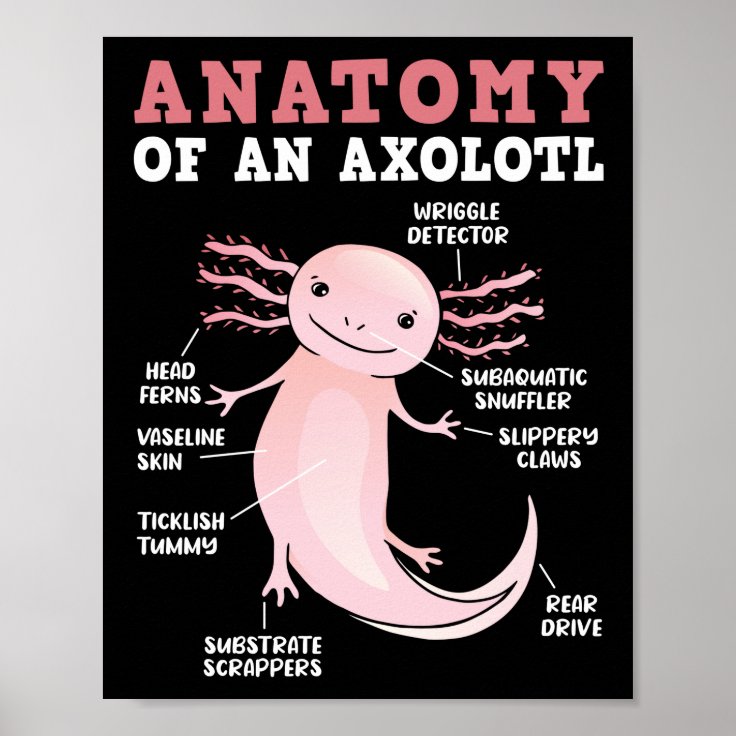 Axolotls Anatomy Of An Axolotl Kawaii Poster | Zazzle.co.nz