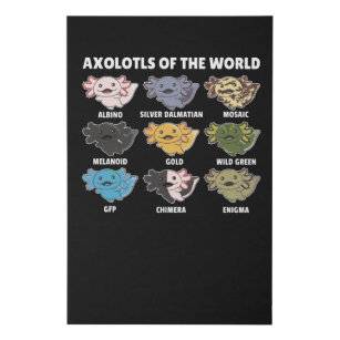 Axolotls From The World Sweet Animals Axolotl Faux Canvas Print