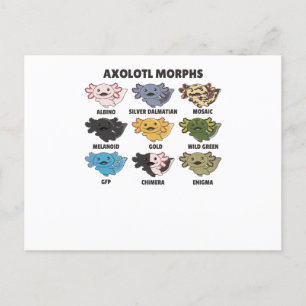 Axolotls From The World Sweet Animals Axolotl Postcard