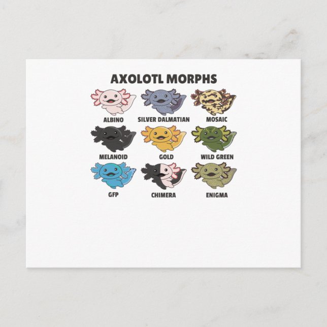 Axolotls From The World Sweet Animals Axolotl Postcard (Front)