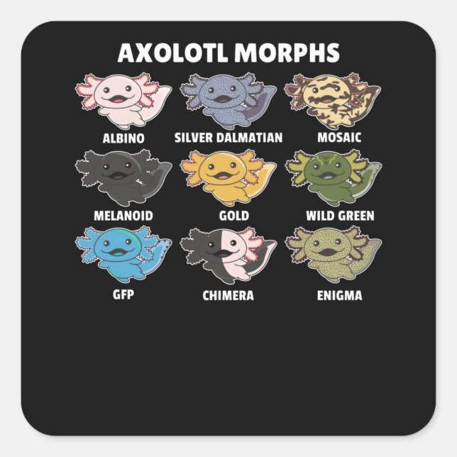 Axolotls From The World Sweet Animals Axolotl Square Sticker (Front)