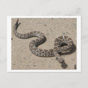 AZ Black Rattlesnake (Do not click if squeemish) Postcard
