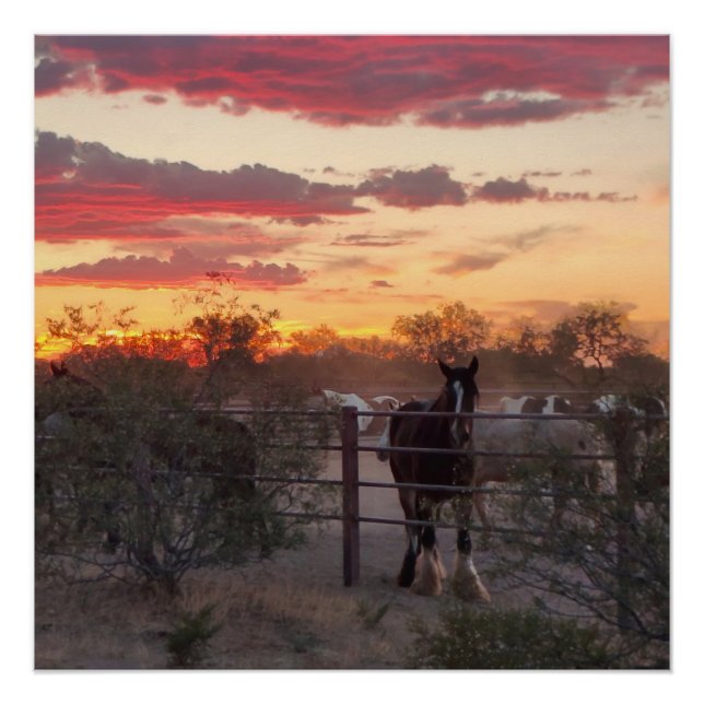 AZ Horse Sunset Glossy Poster (Front)