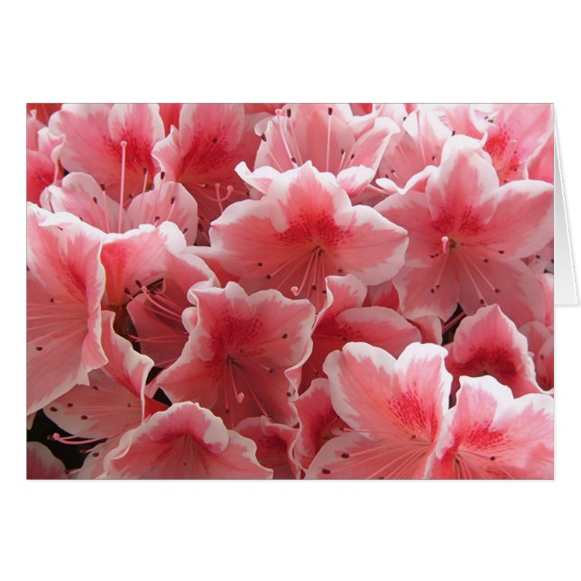 Azalea #1 (Front Horizontal)